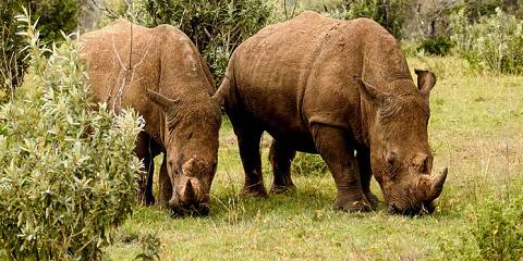 3-Day The Amboseli Budget Safari