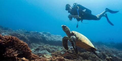 10-Day Spectacular Game Safari and Beach Holiday Combo