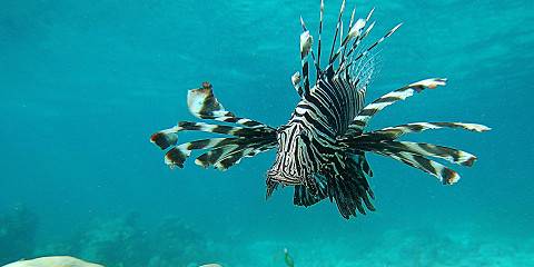 1-Day Tour to Wasini Island for Dolphin & Snorkelling