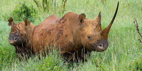 14-Day Grand Kenya Wildlife Safari - Best of Kenya
