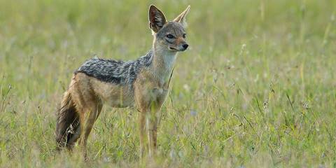 5-Day Private Family Maasai Mara, Nakuru & Hells Gate