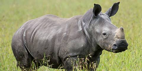 4-Day Black Rhino Wilderness Experience - Lewa
