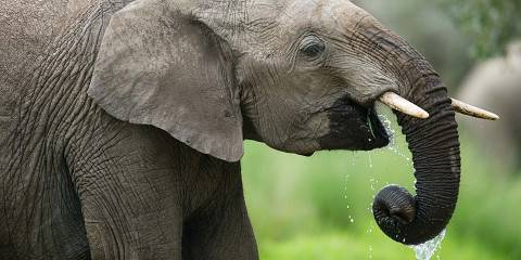 3-Day Tsavo East and Saltlick/Taita Hills Private Trip