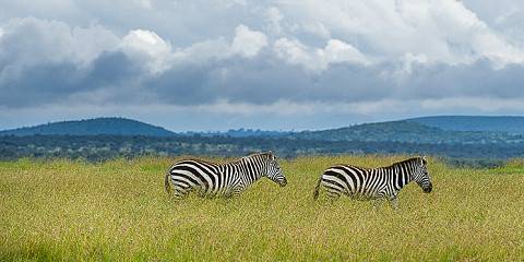 13-Day Kenya Wildlife , Safari & Coast Holiday