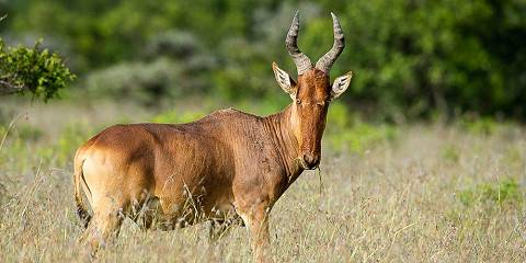 6-Day Best of Kenya - Masai Mara, Naivasha & Amboseli