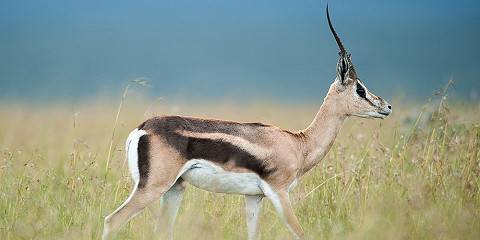3-Day Explore Amboseli Safari