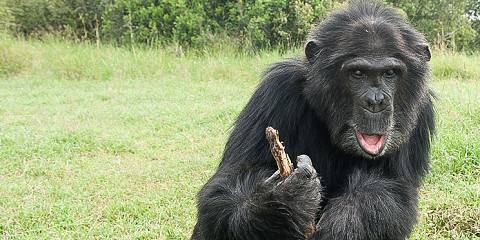 8-Day Ol Pejeta Immersive Conservation Experience