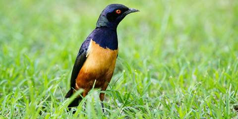 ½-Day Discover the Wild at Nairobi National Park