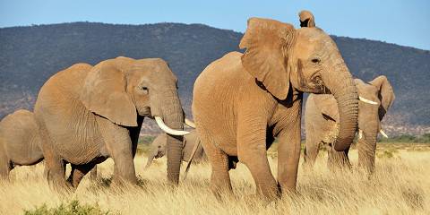 6-Day Photographic Safari in Kenya
