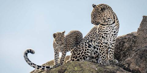 3-Day Masai Mara Migration Luxury Marriot Expedition