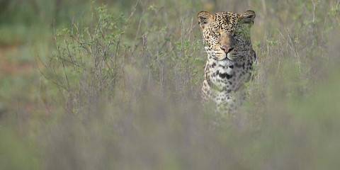 10-Day Ultimate Kenya Midrange Safari Circuit