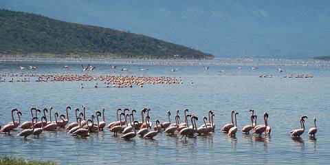7-Day Samburu, Ol Pejeta, Lake Nakuru & Masai Mara Trip