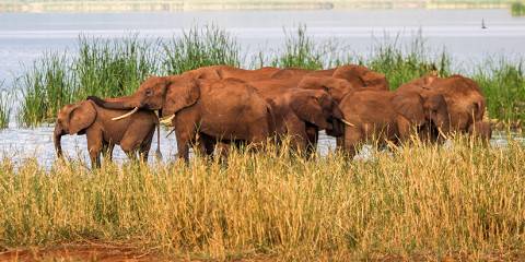 Tsavo East, Tsavo West and Amboseli Private Safari