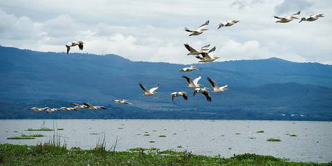 7-Day Premium Lakes, Mt Kilimanjaro and Mara Budget Tour