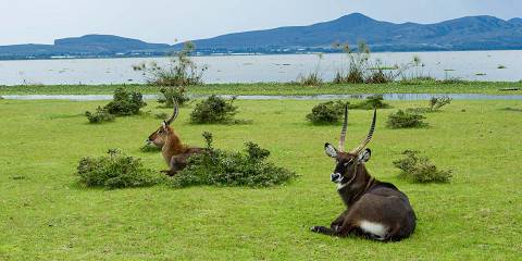6-Day Bush Adventure with Simba Lodge Using Tour Van
