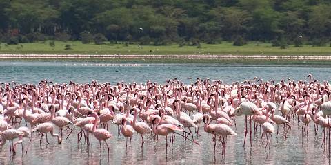 5-Day Olpejeta, Lake Nakuru, Masai Mara 4x4 Safari