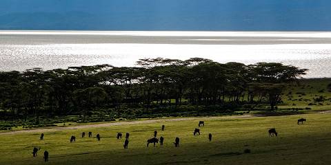 7-Day Nakuru, Naivasha & Mara in Luxury Camps and Lodges