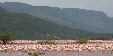 1-Day Lake Nakuru Rhino and Flamingo Wildlife Safari