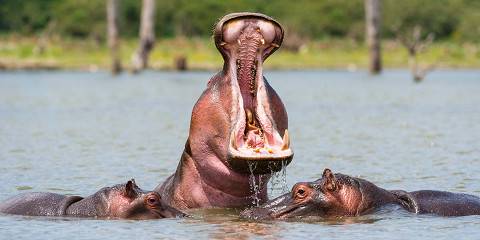 5-Day Masai Mara Lake Nakuru Lake Naivasha Group Tour