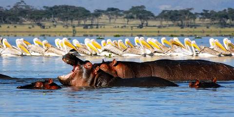 7-Day Amboseli, Hells Gate, Naivasha & Masai Mara Safari