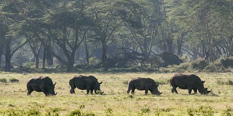 3-Day Lake Nakuru Sopa & Mara Sopa Lodge Private Safari