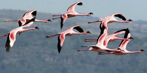 Kenya Wildlife & Rift Valley Lakes Safari