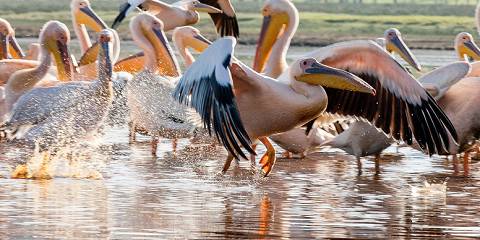 5-Day Kenya Safari Escape; Mara, Nakuru and Amboseli