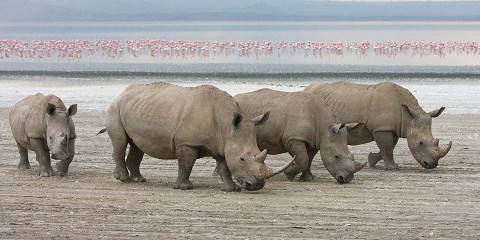 7-Day Best of Kenyan Parks, Ol Pejeta Mara & Nakuru