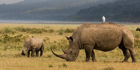 4-Day Roaming Mara & Lake Nakuru Budget Camping Safari