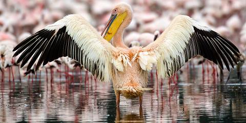 12-Day Unforgettable Wildlife Safari