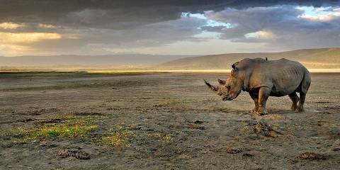 7-Day Mid-Range Safari Quest - Tracking Kenya's Big Five