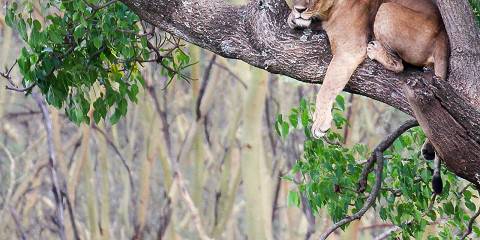 5-Day Tsavo East, Amboseli, Tsavo West & Saltlick Lodge