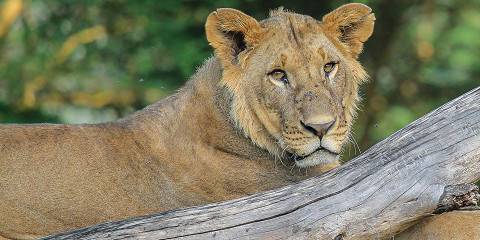 6-Day Samburu, Aberdares & Rift Valley Explorer
