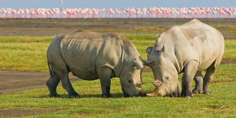 5-Day Lake Nakuru to Masai Mara Wildlife & Cultural Tour