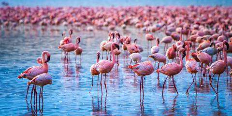 5-Day Amazing Mid Range Safari Tour