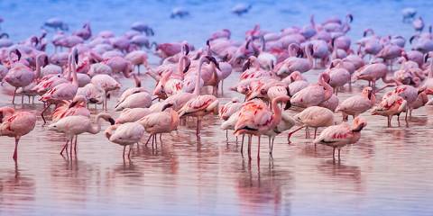 4-Day Masai Mara-Nakuru Budget Safari on 4x4 Landcruiser