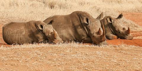 5-Day Kilimanjaro to Mara Plains - Kenya's Golden Trio