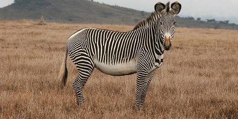 4-Day Samburu and Ol Pejeta Conservancy Budget Safari