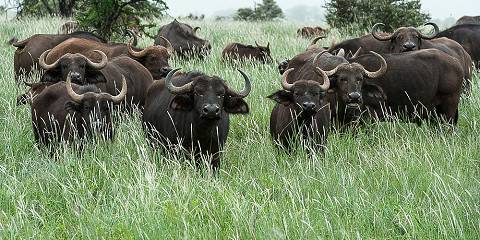 4-Day Masai Mara & Lake Nakuru Midrange Daily Departures