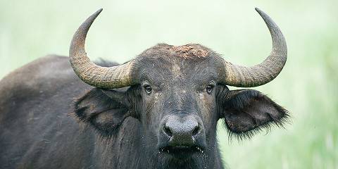 4-Day Escape Masai Mara & Lake Nakuru Private Safari