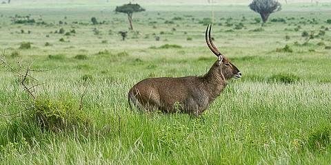 3-Day Amboseli National Park (Midrange) Trip