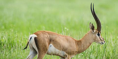 7-Day Masai Mara/Nakuru/Naivasha/Amboseli Budget Safari