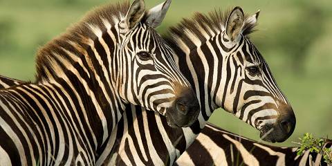 7-Day Masai Mara-Lake Nakuru-Naivasha-Amboseli Safari