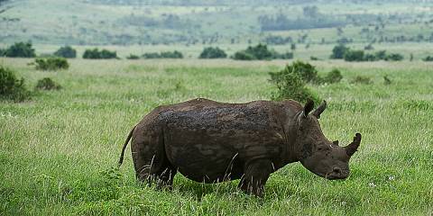 3-Day Ol Pejeta Conservancy Magical Experience