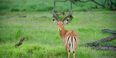 Tsavo East and Tsavo West Big Five Wildlife Safari