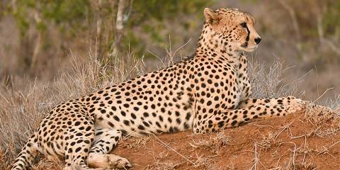 5-Day Kenyan Group Joining Bush Adventure