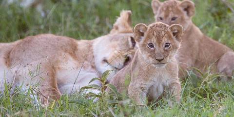 1-Day Nairobi National Park Safari Experience