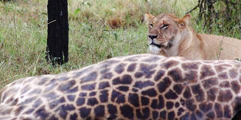 3-Day Maasai Mara Mid-Range Safari - Blended Luxury