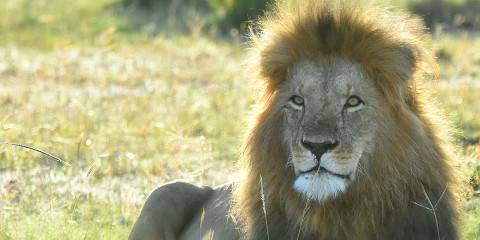 7-Day Wild Kingdoms of Kenya - Luxury Safari Adventure