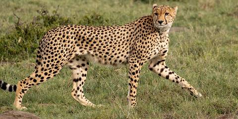 4-Day A Timeless Safari in Naboisho Conservancy
